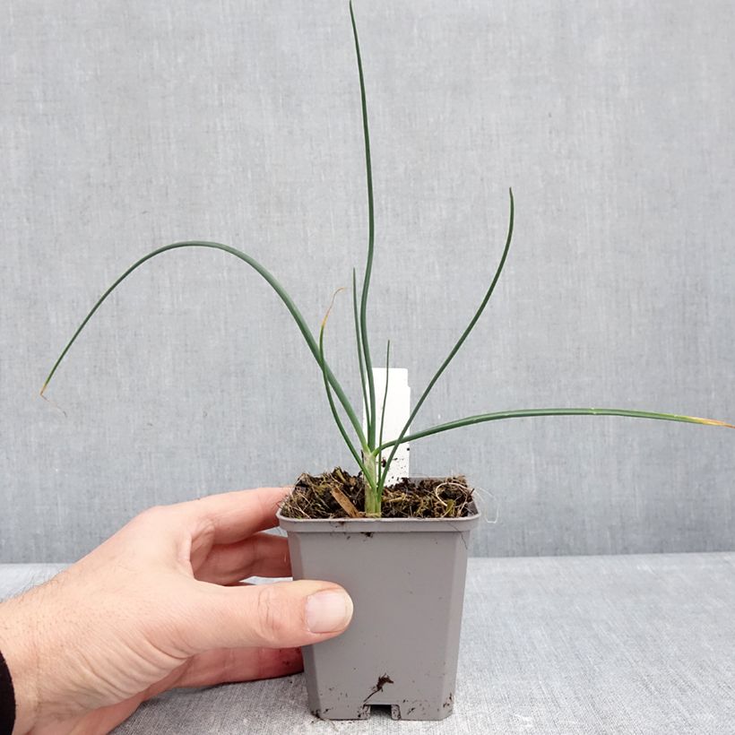 Esimerkki talvella toimitetusta Pallerolaukka - Allium sphaerocephalon Godet de 8/9 cm size 6+-taimesta