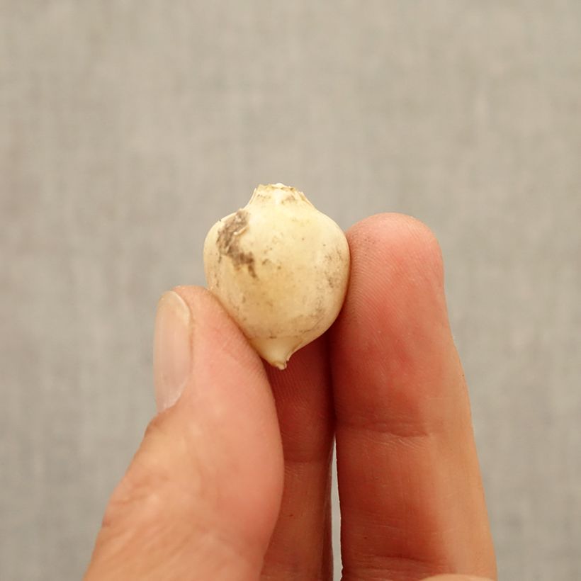 Esimerkki syksyllä toimitetusta Iberianlaukka - Allium triquetrum Bulbe size 5+-taimesta