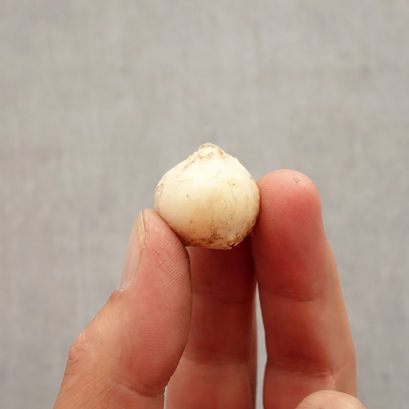 Esimerkki syksyllä toimitetusta Oregoninlaukka - Allium unifolium Bulbe size 5+-taimesta