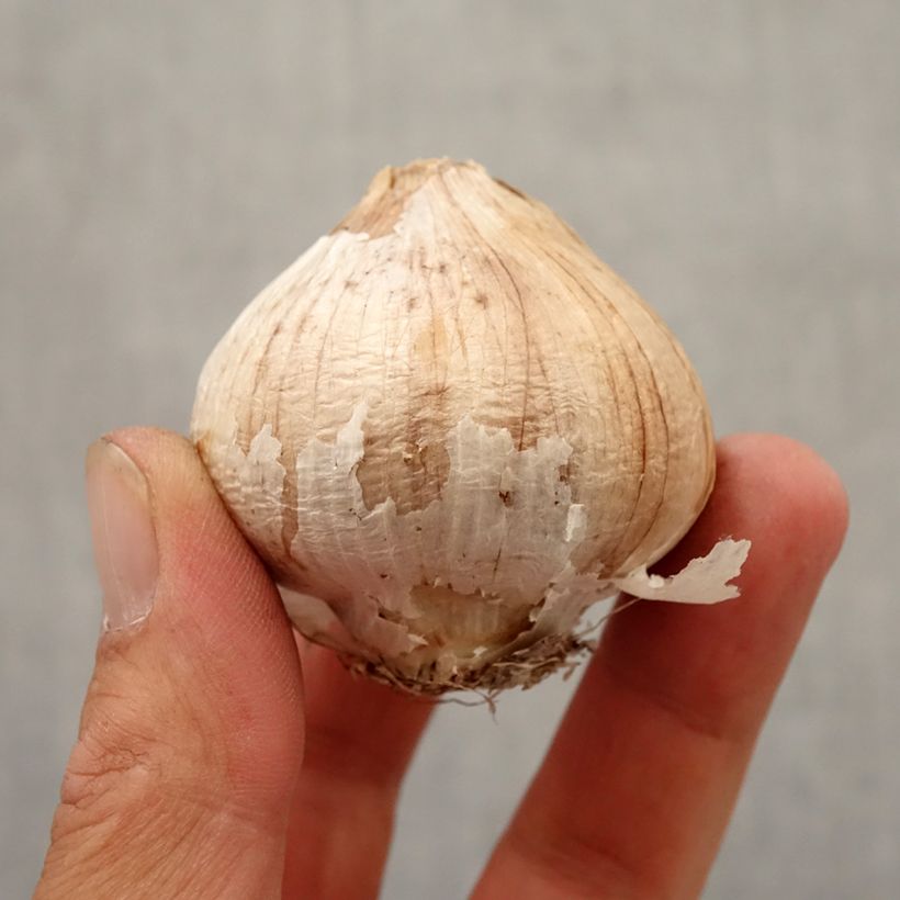 Esimerkki syksyllä toimitetusta Tähtilaukka - Allium christophii Bulbe size 12+-taimesta