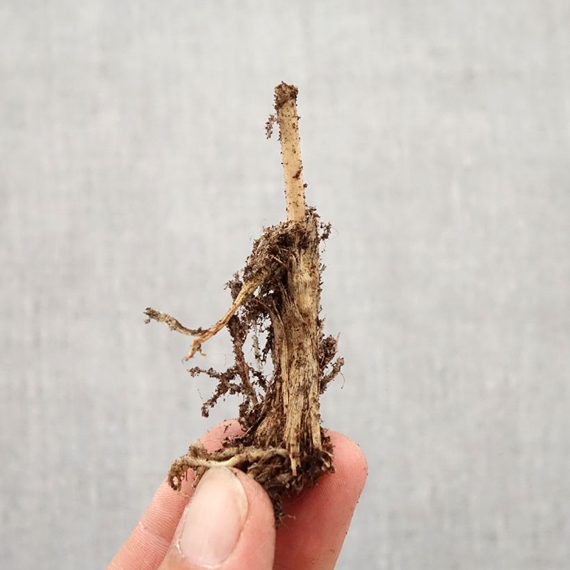 Esimerkki syksyllä toimitetusta Laukka - Allium ramosum Sipulit Koko I-taimesta