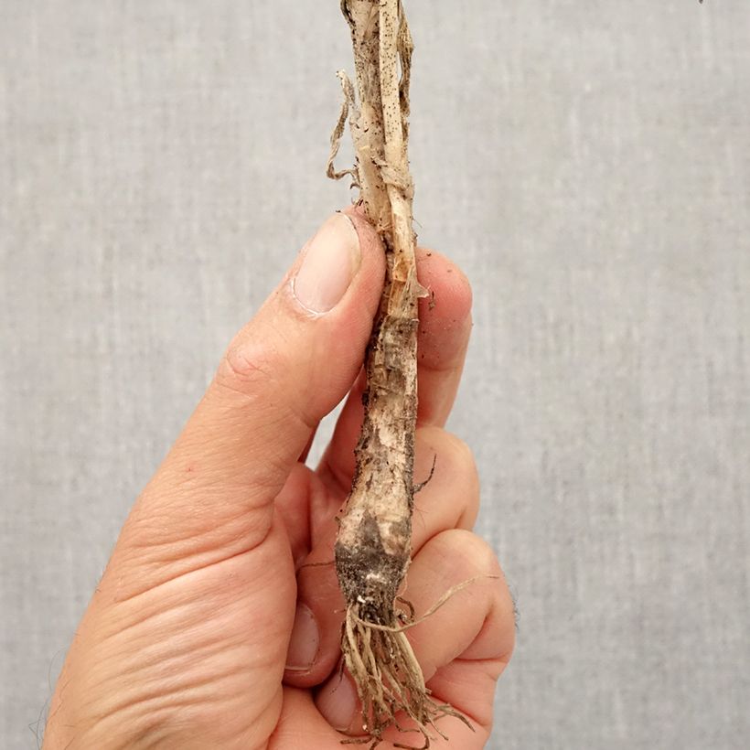 Esimerkki syksyllä toimitetusta Nuokkulaukka - Allium cernuum Bulbe size I-taimesta