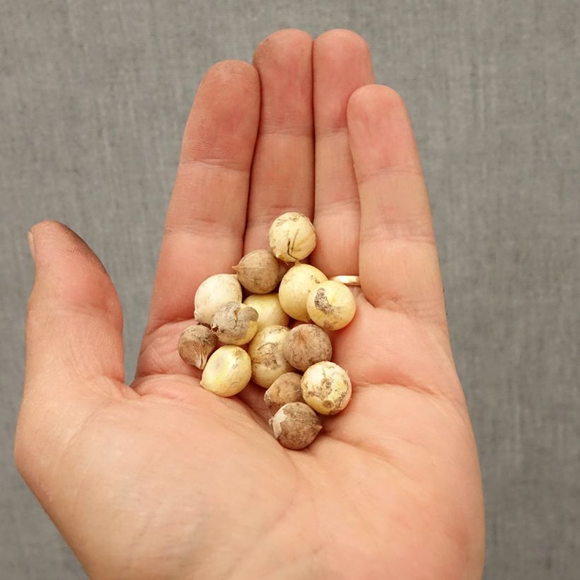 Esimerkki syksyllä toimitetusta Laukka - Allium sp Sipuli Koko 5+-taimesta