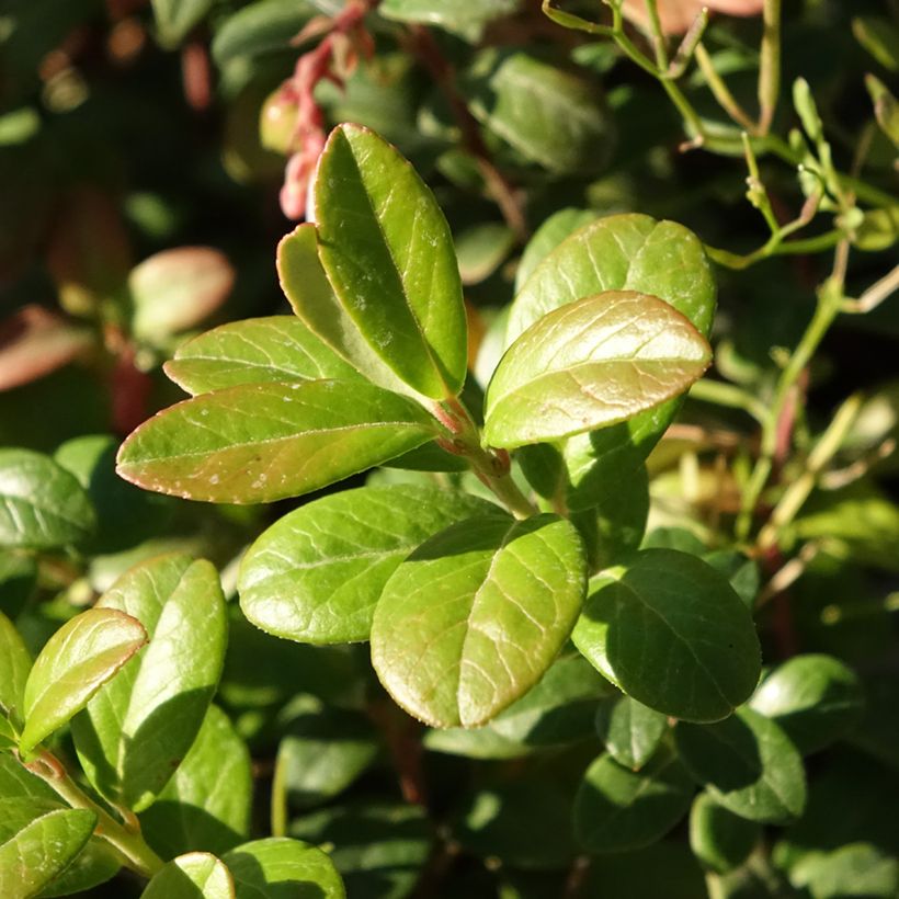 Puolukka luomu - Vaccinium vitis idaea (Lehvistö)