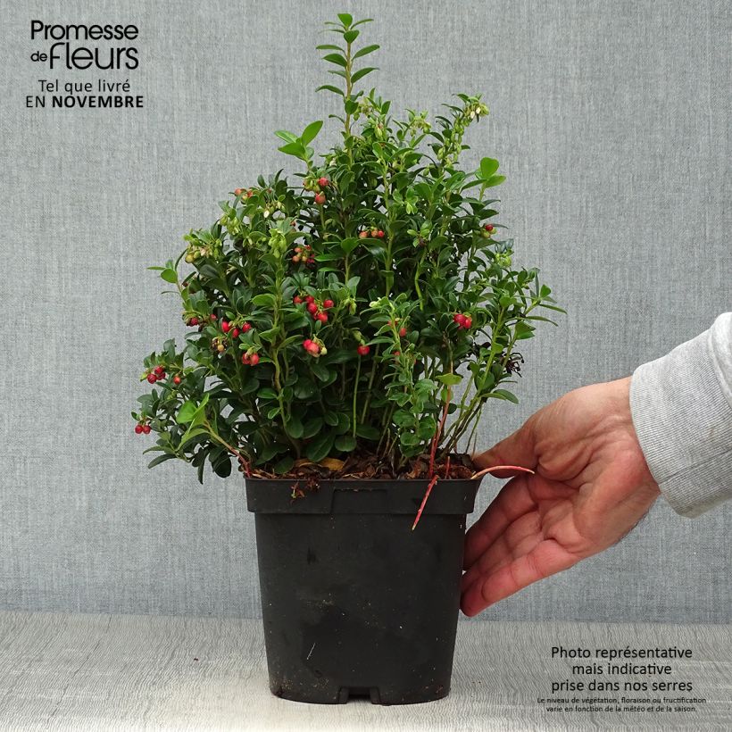 Esimerkki syksyllä toimitetusta Puolukka Red Pearl 2 litran/3 litran ruukku-taimesta