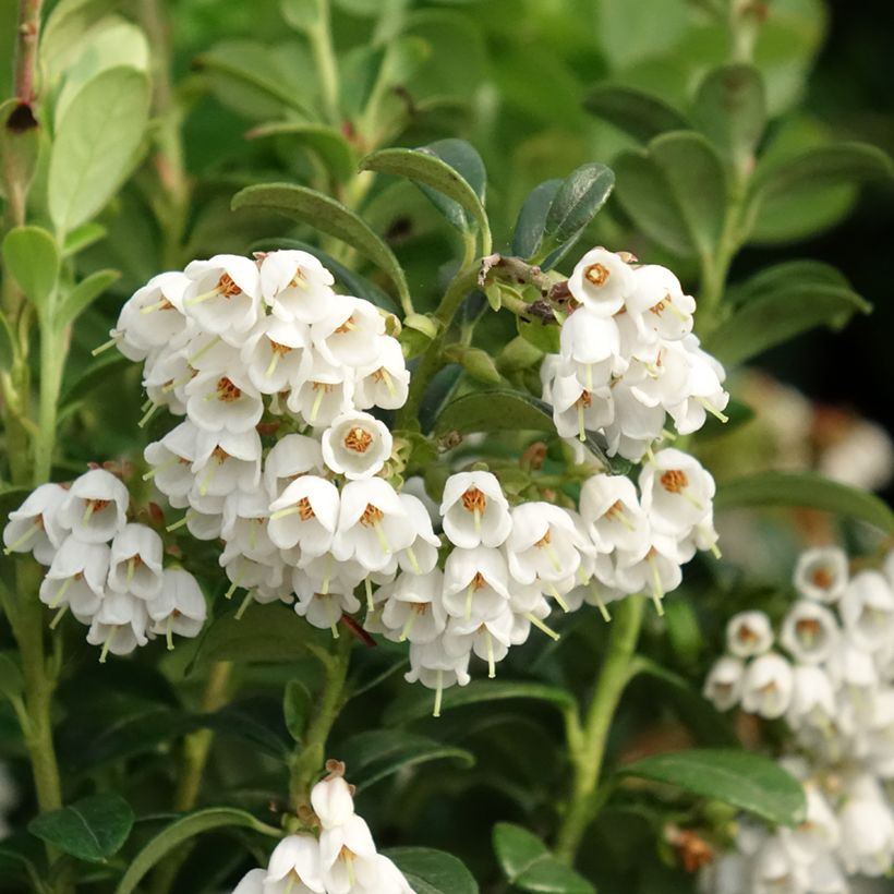 Puolukka - Vaccinium vitis idaea (Kukinta)
