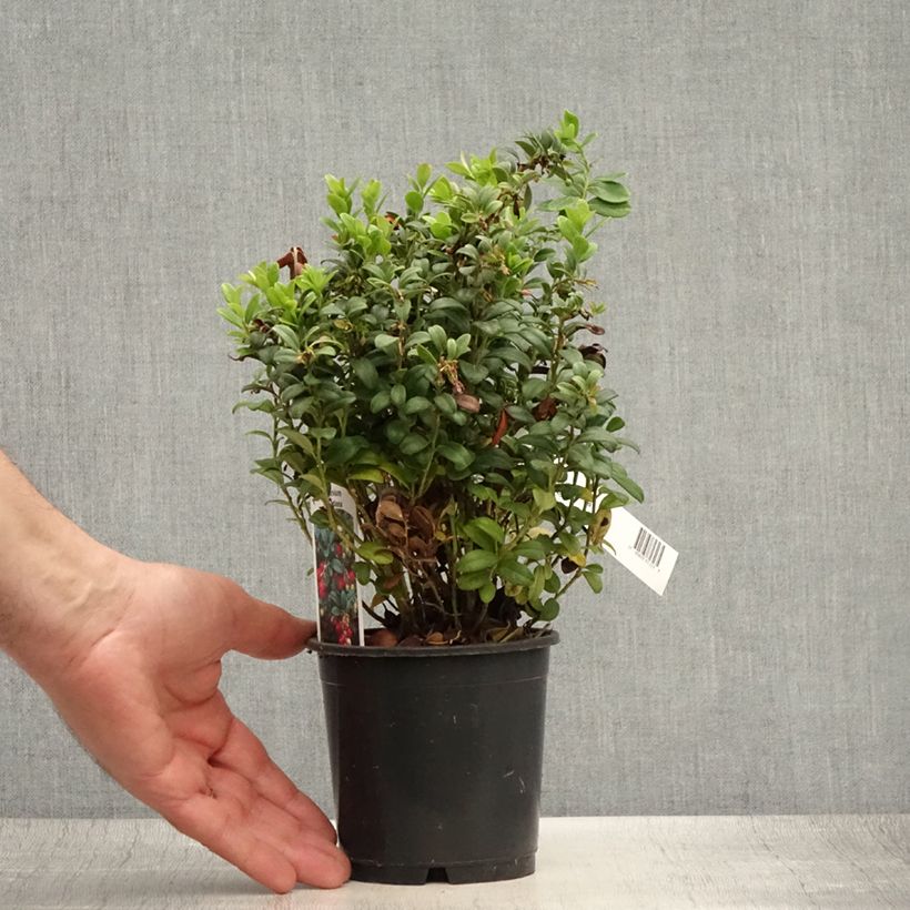 Esimerkki kesällä toimitetusta Puolukka - Vaccinium vitis idaea Ruukku 1,5L / 2L-taimesta