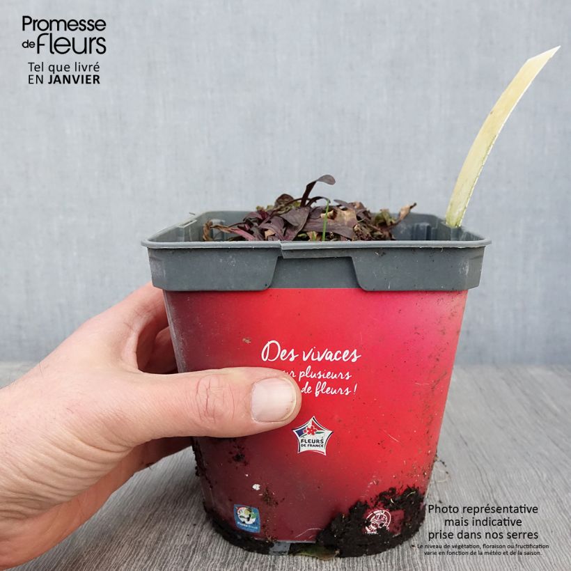 Esimerkki talvella toimitetusta Ajuga Noble Nightingale - Bugle rampante Pot de 2L/3L-taimesta