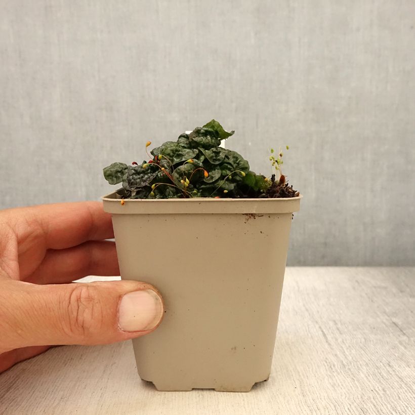 Esimerkki kesällä toimitetusta Kartioakankaali Metallica Crispa Godet de 8/9 cm-taimesta