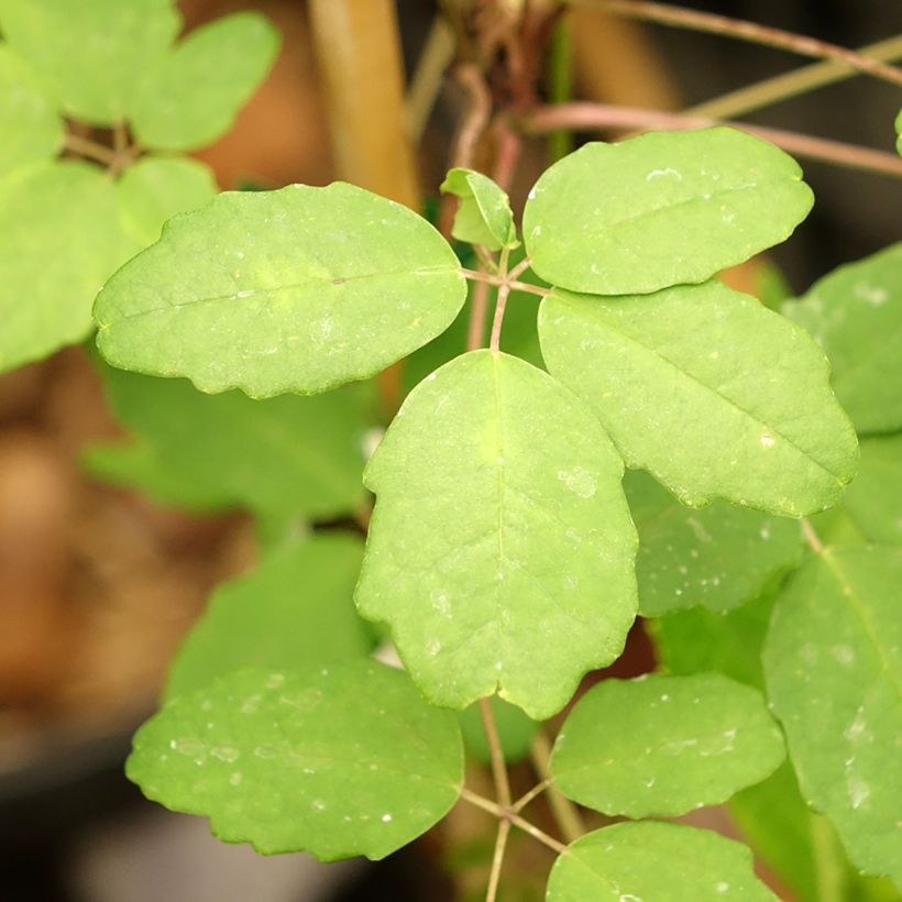 Rinneakebia - Akebia x pentaphylla (Lehvistö)
