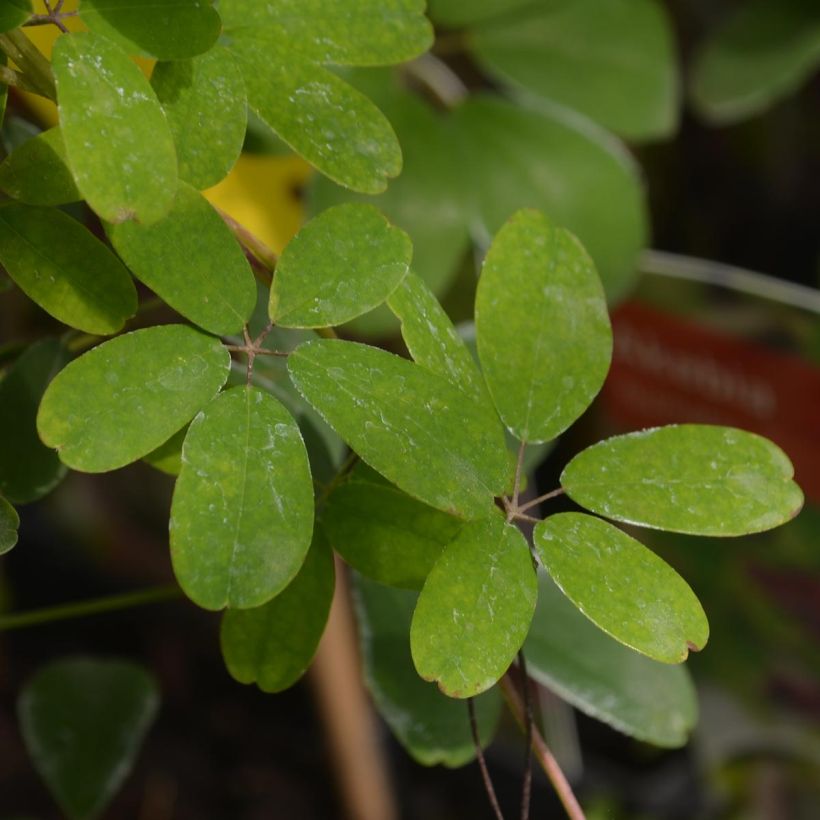 Rinneakebia - Akebia quinata (Foliage)