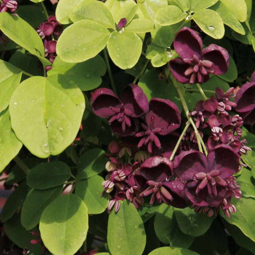 Rinneakebia - Akebia quinata (Flowering)
