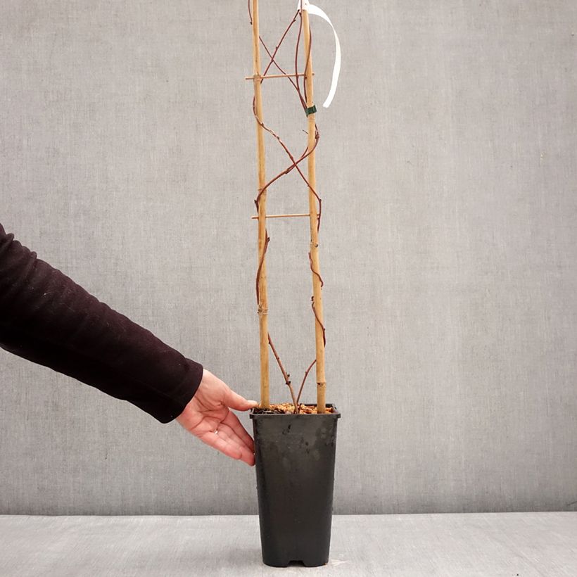 Esimerkki talvella toimitetusta Rinneakebia Alba Pot de 3L/4L-taimesta