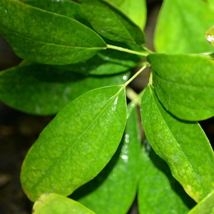 Rinneakebia Cream Form (Foliage)