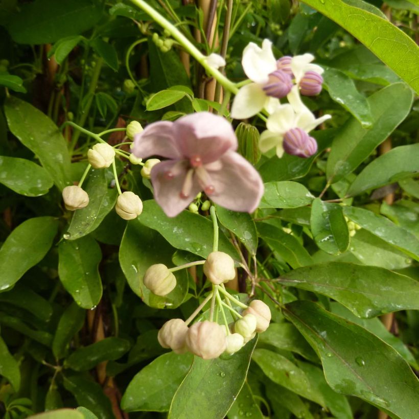 Rinneakebia Silver Bells (Flowering)