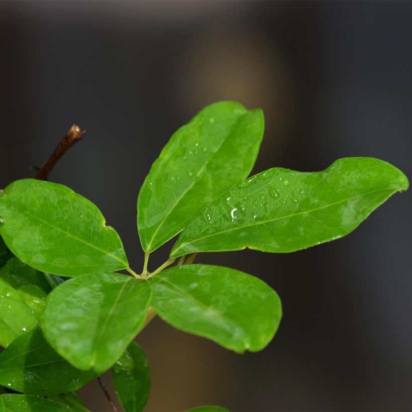 Rinneakebia Silver Bells (Foliage)