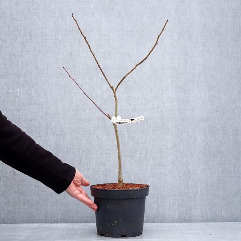 Esimerkki talvella toimitetusta Albizia julibrissin Evey's Pride - Arbre de soie Pot de 4L/5L-taimesta