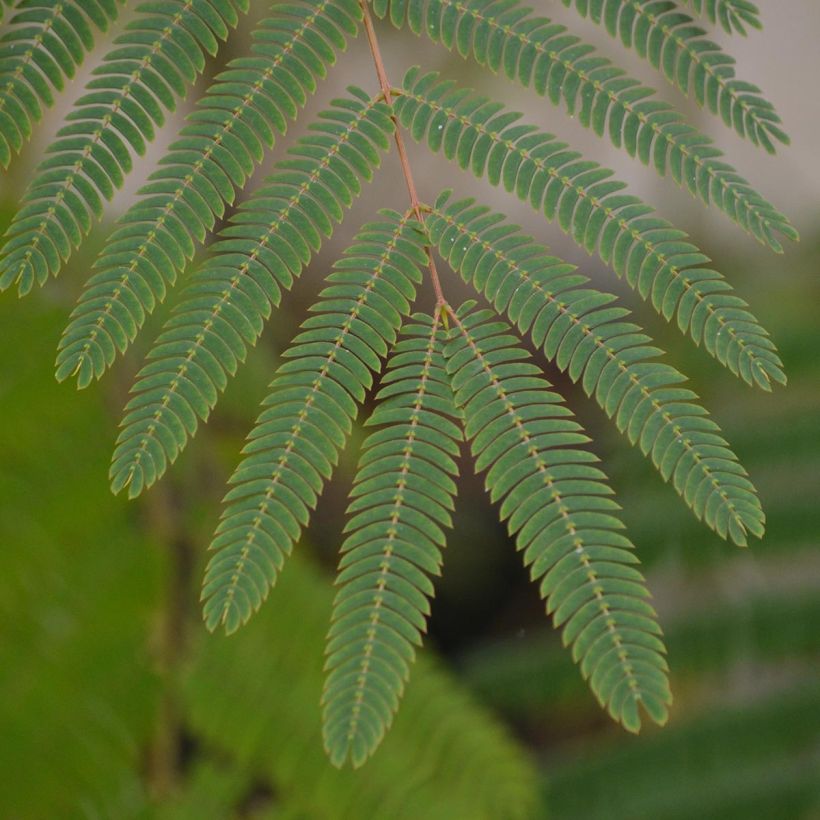 Silkkialbitsia Ombrella (Lehvistö)