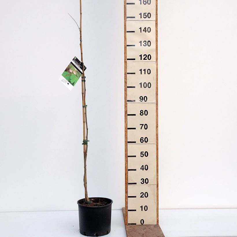 Esimerkki talvella toimitetusta Silkkialbitsia Rosea Ruukku 7,5L / 10L-taimesta