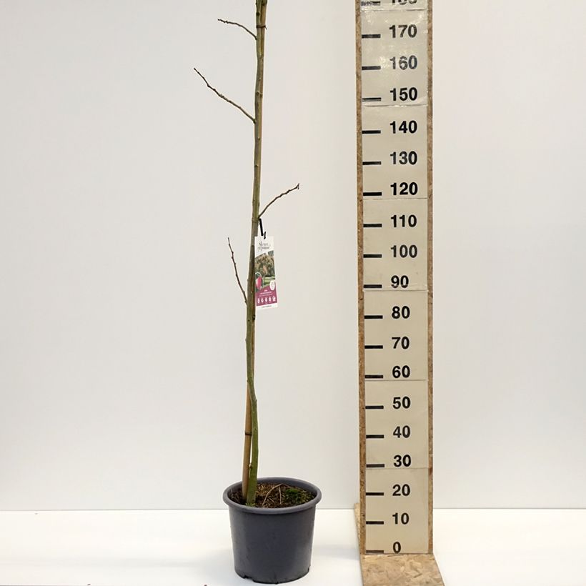 Esimerkki talvella toimitetusta Albizia julibrissin Rouge Selection - Arbre à soie Pot de 12L/15L, Baliveau-taimesta