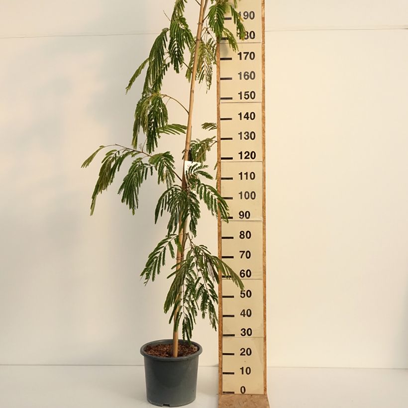 Esimerkki kesällä toimitetusta Silkkialbitsia Rouge Selection Pot de 12L/15L, Baliveau-taimesta