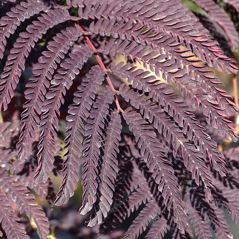 Silkkialbitsia Summer Chocolate (Lehvistö)