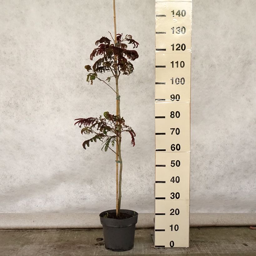 Esimerkki kesällä toimitetusta Silkkialbitsia Summer Chocolate Pot de 7,5L/10L-taimesta