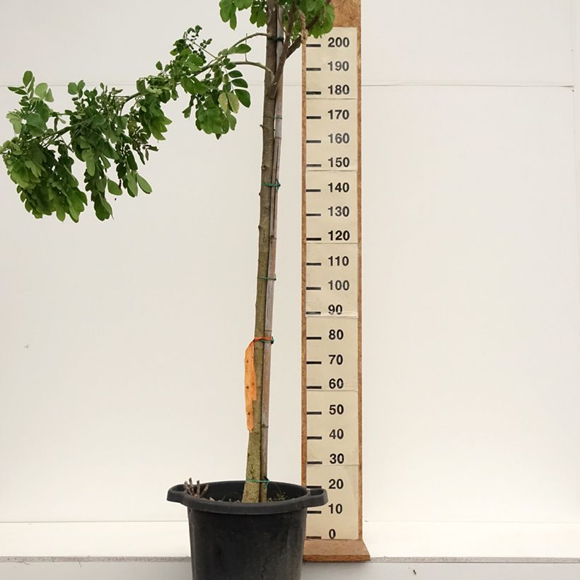 Esimerkki syksyllä toimitetusta Albizzia saman Pot de 50L/55L, Tige-taimesta