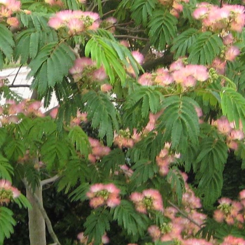 Silkkialbitsia Tropical Dream (Lehvistö)