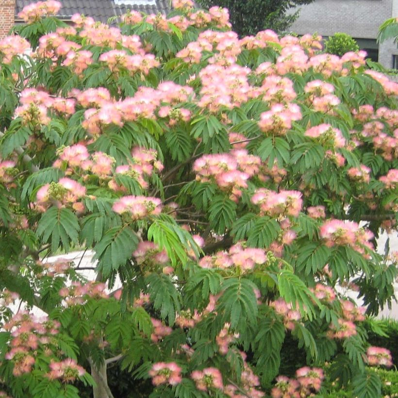 Silkkialbitsia Tropical Dream (Kukinta)