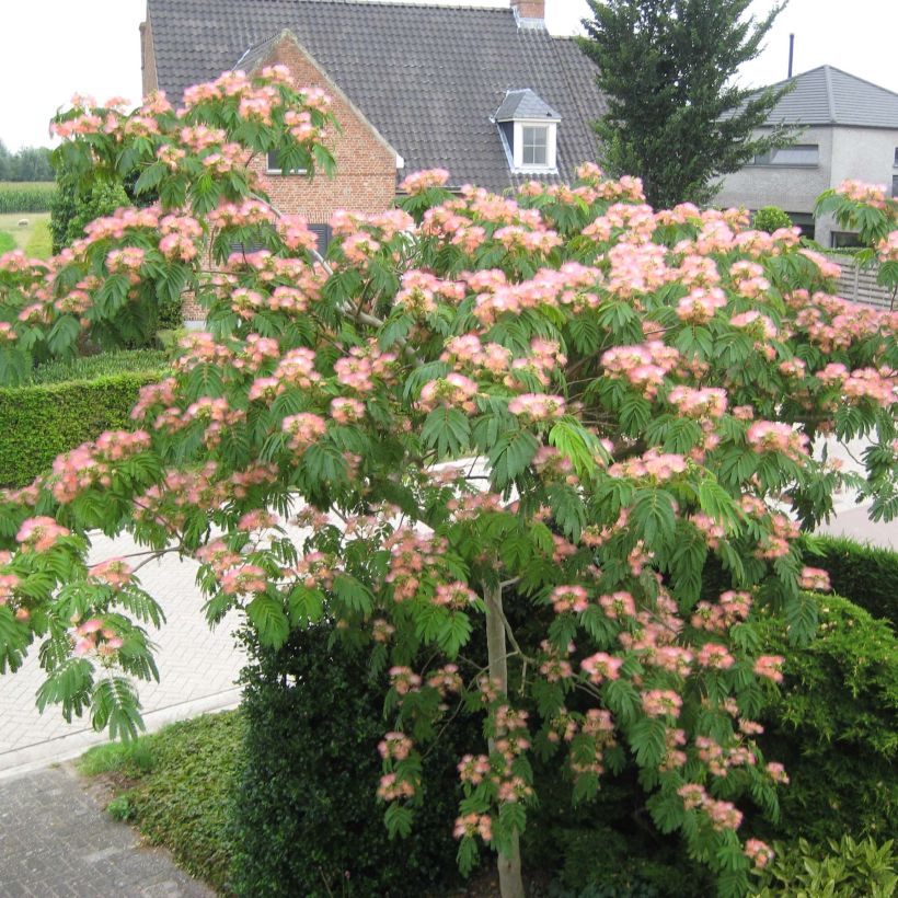 Silkkialbitsia Tropical Dream (Kasvutapa)