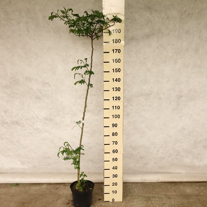 Esimerkki kesällä toimitetusta Silkkialbitsia Tropical Dream Ruukku 7,5L / 10L-taimesta