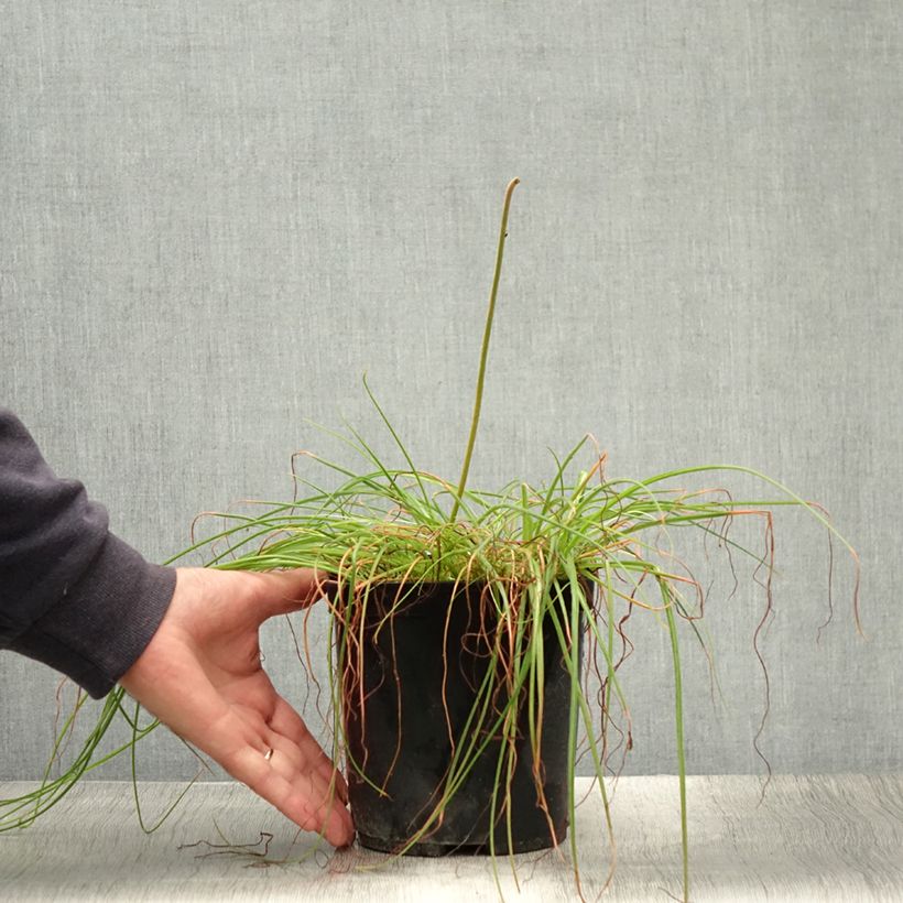 Esimerkki kesällä toimitetusta Albuca shawii Pot de 3L/4L-taimesta