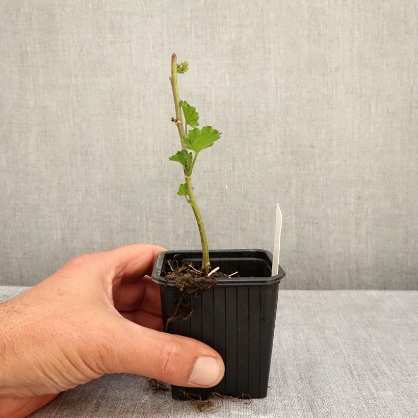 Esimerkki syksyllä toimitetusta Alcalthaea suffrutescens Parkallee 8/9 cm taimiruukku-taimesta