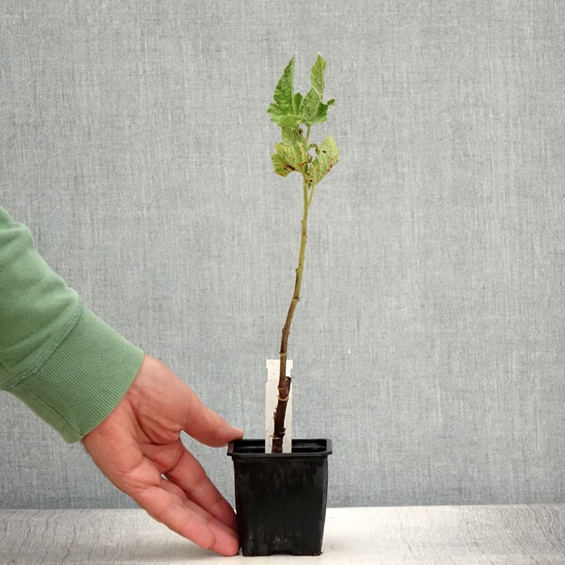 Esimerkki kesällä toimitetusta Alcalthaea suffrutescens Parkallee Godet de 8/9 cm-taimesta