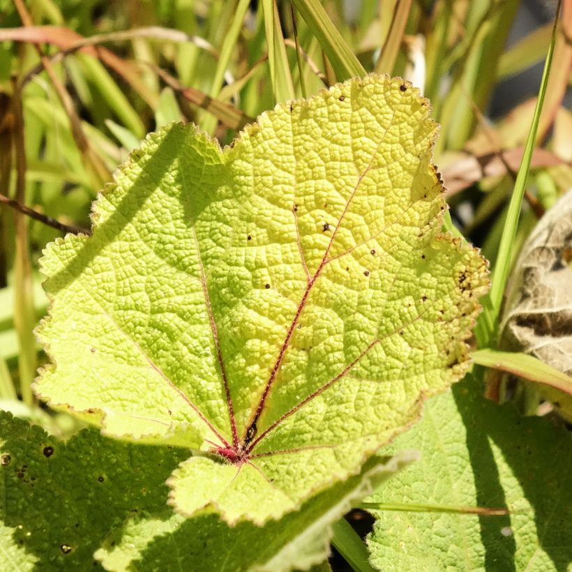 Liuskasalkoruusu - Alcea ficifolia (Lehvistö)