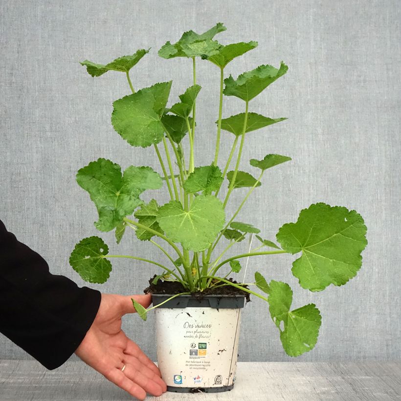 Esimerkki keväällä toimitetusta Tarhasalkoruusu Spring Celebrities White Ruukku 2L / 3L-taimesta