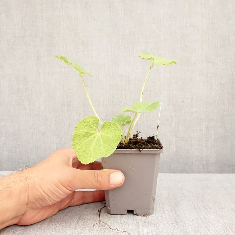 Esimerkki syksyllä toimitetusta Tarhasalkoruusu Simplex 7/8 cm taimiruukku-taimesta