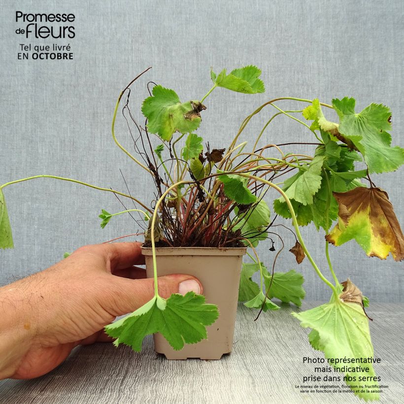 Esimerkki syksyllä toimitetusta Komeapoimulehti - Alchemilla epipsila 8/9 cm taimiruukku-taimesta