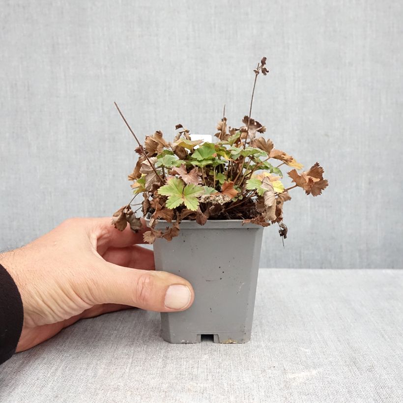 Esimerkki syksyllä toimitetusta Reunuspoimulehti - Alchemilla erythropoda 8/9 cm taimiruukku-taimesta
