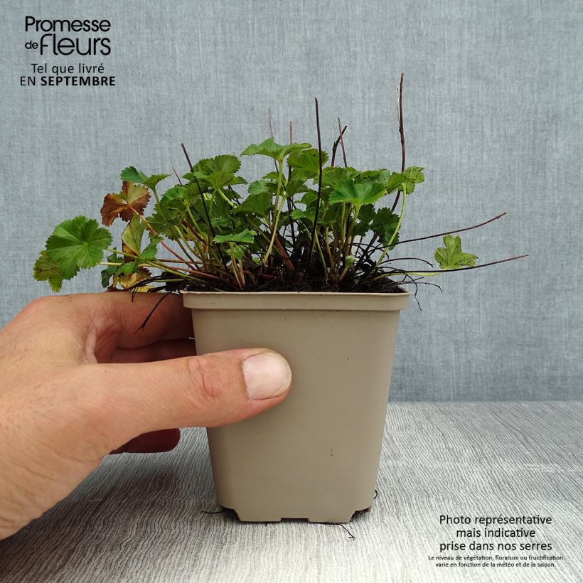 Esimerkki kesällä toimitetusta Reunuspoimulehti - Alchemilla erythropoda Godet de 8/9 cm-taimesta