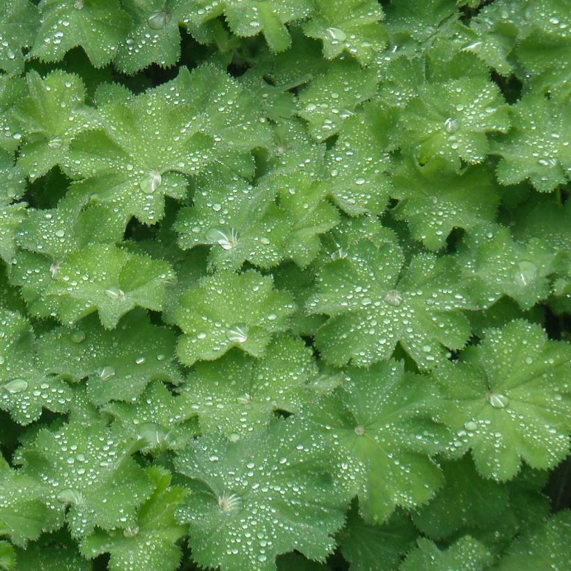 Jättipoimulehti - Alchemilla mollis (Lehvistö)