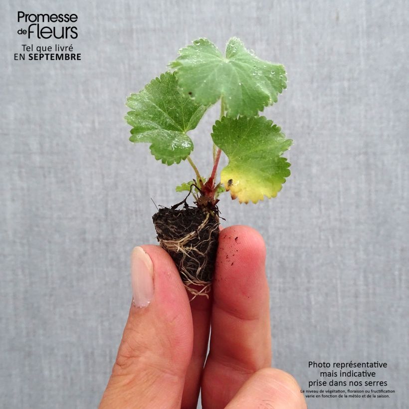 Esimerkki syksyllä toimitetusta Jättipoimulehti - Alchemilla mollis Minipaakku Ø 1,5/2,5 cm-taimesta