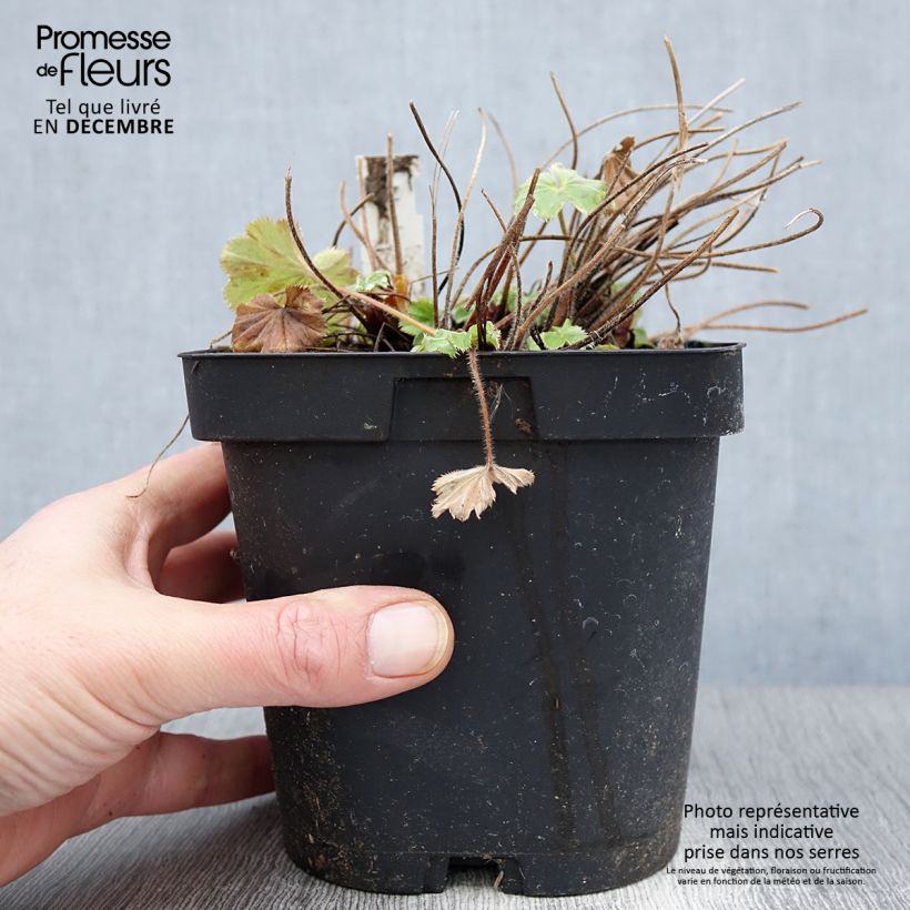 Esimerkki syksyllä toimitetusta Jättipoimulehti - Alchemilla mollis 2 litran/3 litran ruukku-taimesta