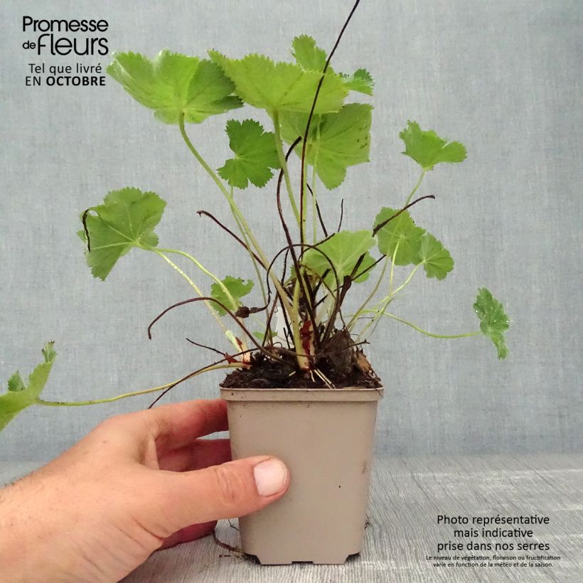 Esimerkki syksyllä toimitetusta Poimulehti - Alchemilla vulgaris 8/9 cm taimiruukku-taimesta
