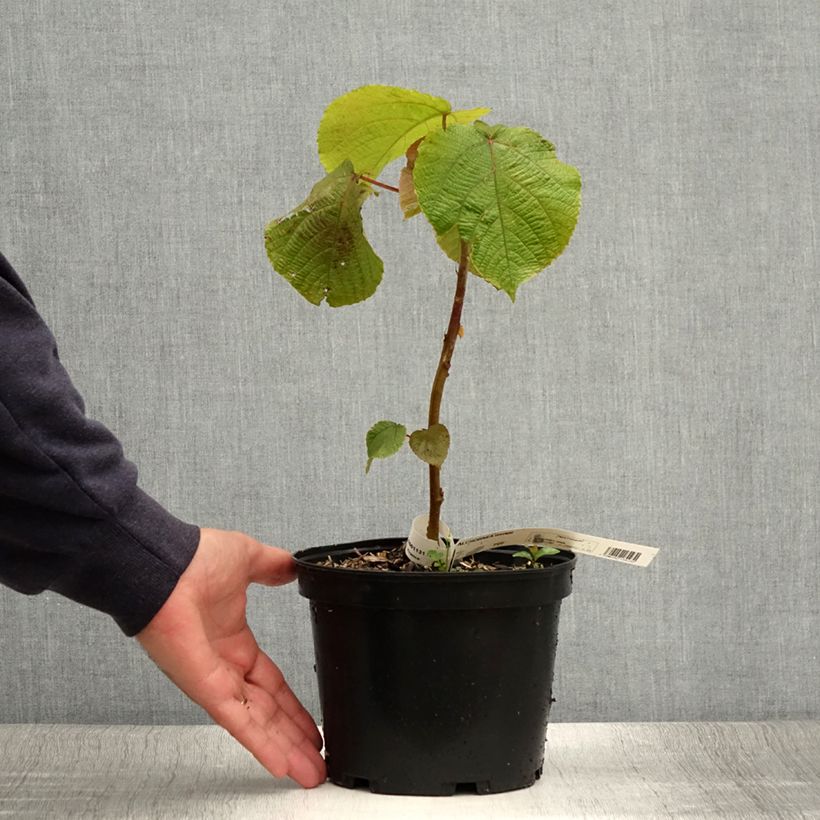 Esimerkki kesällä toimitetusta Alchornea davidii Pot de 3L/4L-taimesta