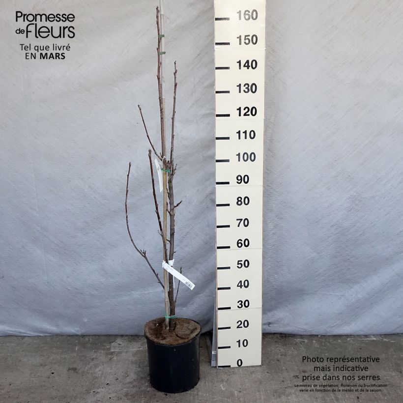 Esimerkki keväällä toimitetusta Saksanpihlaja Lutescens Pot de 12L/15L, Tige-taimesta