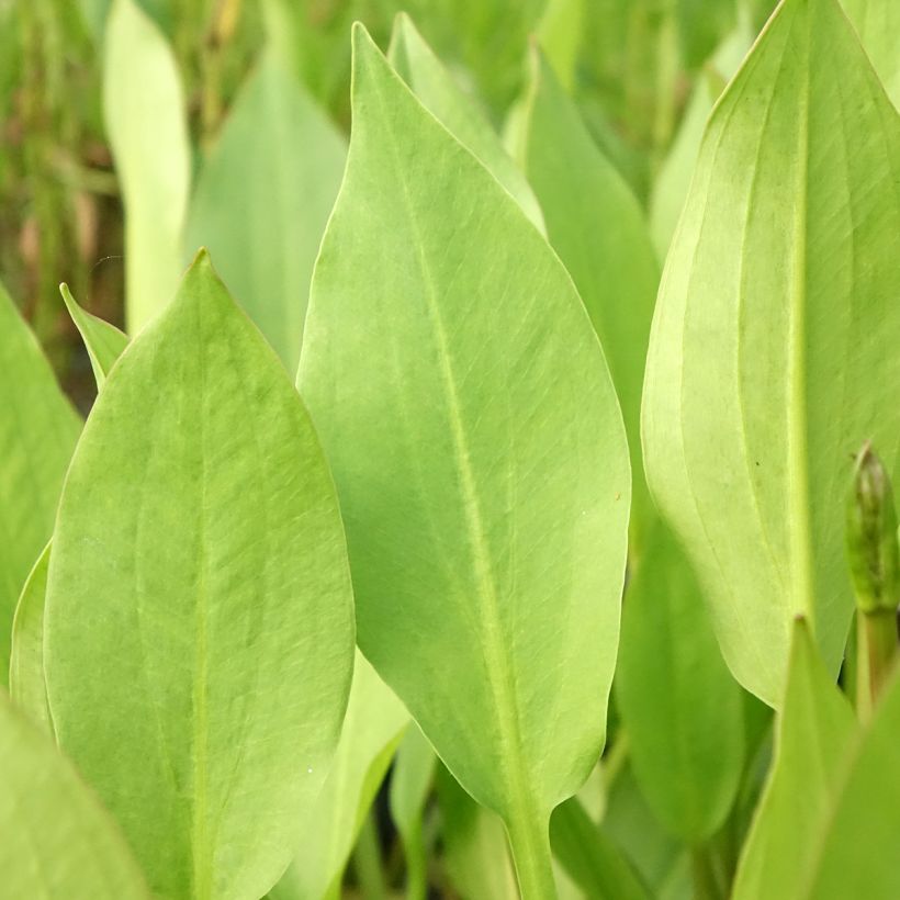 Suikeasarpio - Alisma lanceolatum (Lehvistö)