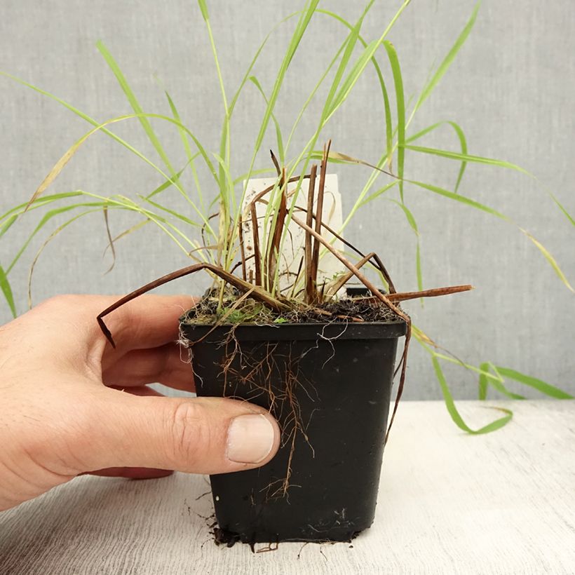 Esimerkki syksyllä toimitetusta Alisma lanceolatum - Plantain d'eau à feuilles lancéolées Godet de 8/9 cm-taimesta