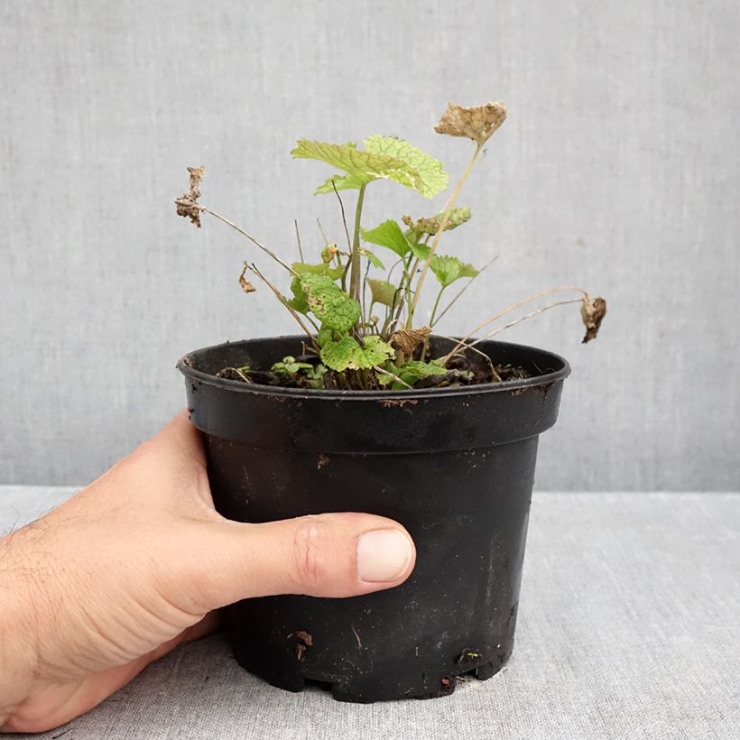 Esimerkki syksyllä toimitetusta Litulaukka - Alliaria petiolata 1,5 litran / 2 litran kannu-taimesta